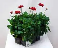 Растения открытого грунта