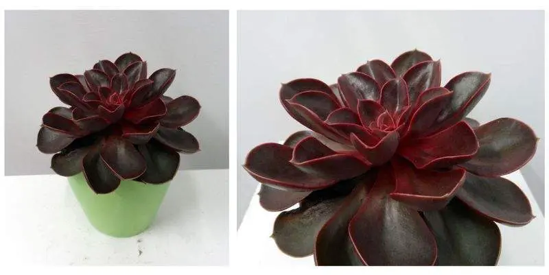 Эхеверия Рэд Д12