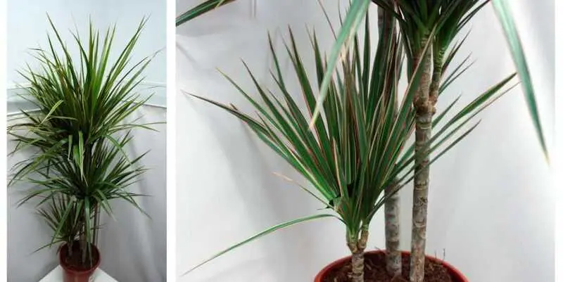 Драцена Маргарита Биколор Д21 Н125