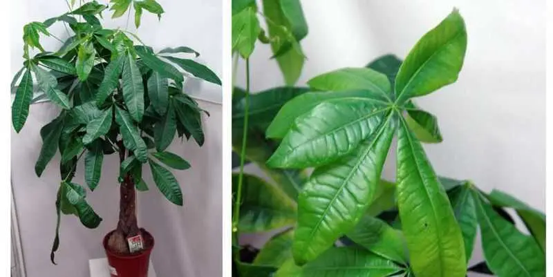 Пахира Акватика Д24 Н130