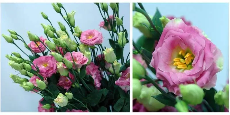 Дабл Росита Пинк Флэш