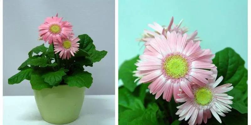 Гербера Пинк Д12