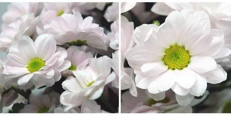 Бакарди Перл 