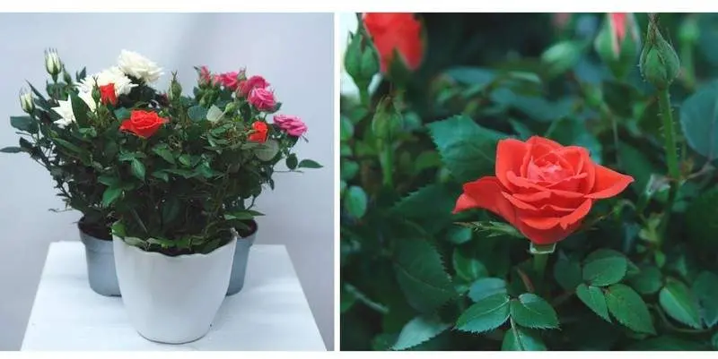 Роза Кордана Д10