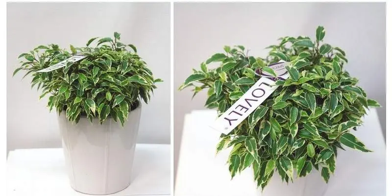 Фикус Бенжамина Лавли Д12