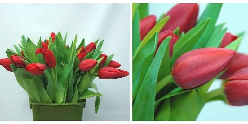 Тюльпан Иль Де Франс