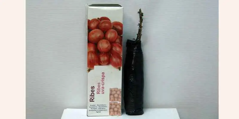 Декоративно цветущее растение Саженец крыжовник Д10 Н40