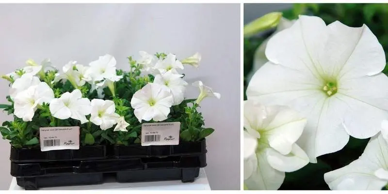 Растение открытого грунта Петуния Д9