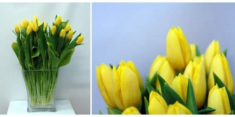 Еллоу Флайт