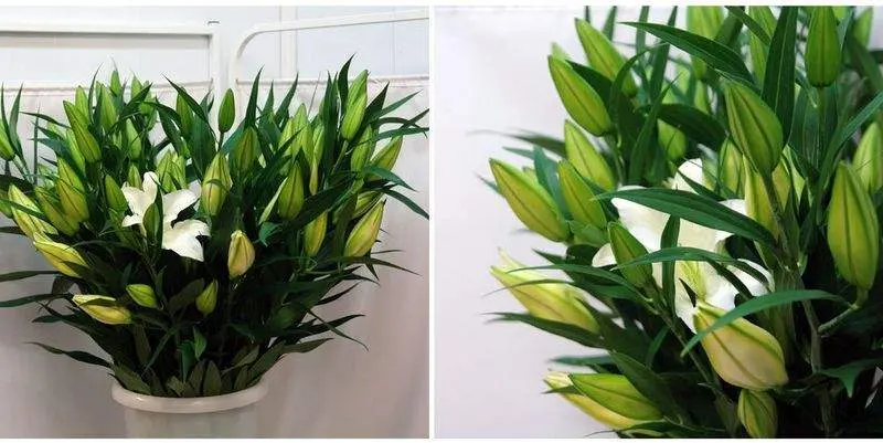 Лилии Москва